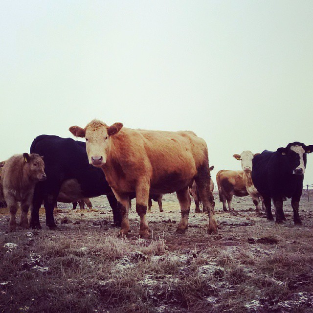Fotka od Ferdika. #Angus & #Charolais. Great #agrotour and #steak in #ukotyku farm. 2/366