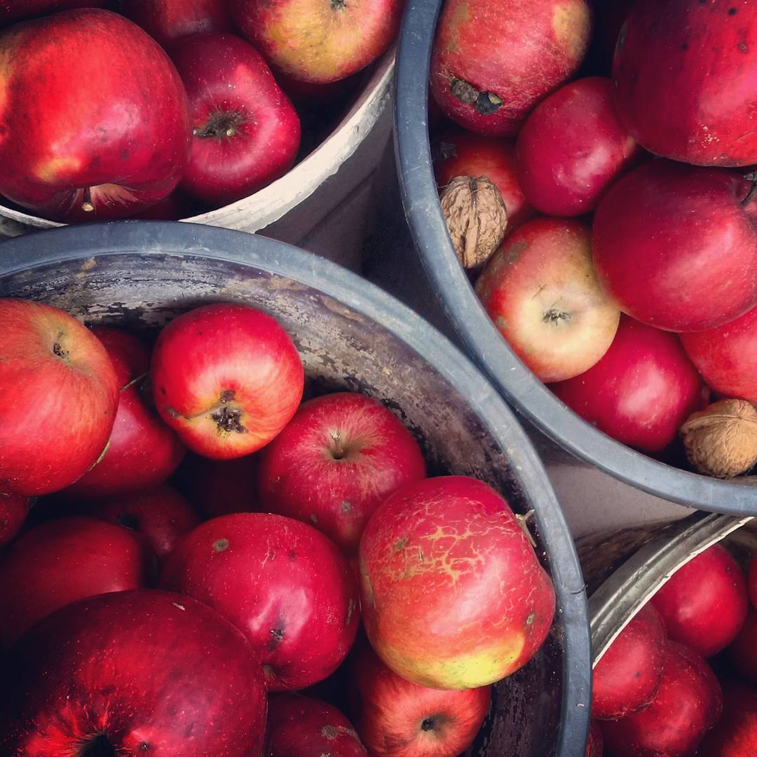 Fotka od Ferdika. 304/366: You can eat them raw, baked, fried, dried, in bathrobe. You can make apple juice, apple pie, apple vinegar, calvados or other liquor from apples. That - that's about it.  #apple, #apples, #organic, #fruit, #fruits, #gardenwork, #garden, #appletree, #brno, #krno, #d1, #bestoftheday, #photooftheday, #pictureoftheday